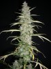 HOBBIT 1 PRE CHOP_12-29-12 3.jpg