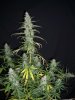 HOBBIT 1 PRE CHOP_12-29-12 5.jpg