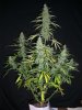 HOBBIT 1 PRE CHOP_12-29-12 1.jpg