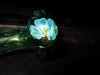 IMG_6600.jpg