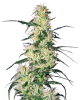 Blueberry-Auto-Flowering-Feminized-Cannabis-Seeds.png