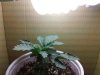 DSC00269.jpg