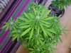 DSC00063.jpg