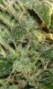 Fruit_Day43_Macro_1.jpg