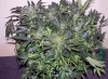 SD_week9_8-small.jpg