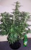WS_wek7_2-small.jpg