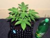 ABB_week3_2-small.jpg