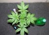 ABB_week3_1-small.jpg