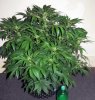 SD_week7_2-small.jpg