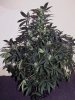 bSD_week9_2-small.jpg