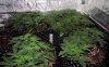 tent_week3_6-small.jpg