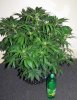 SD_week7_5-small.jpg