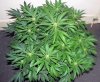 SD_week7_4-small.jpg