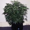 SD_week7_3-small.jpg