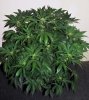 SD_week7_1-small.jpg