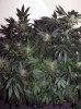 SD_week9_6-small.jpg