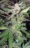 SD_week9_5-small.jpg