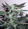 SD_week9_3-small.jpg