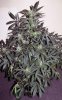 bSD_week9_3-small.jpg
