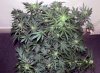 WS_week7_4-small.jpg