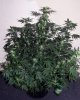 WS_week7_3-small.jpg