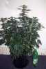 WS_week7_1-small.jpg
