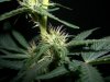 AUTO AMNESIA_1-3-13 2.jpg