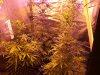 day 23 outlaw flower day 58 oa 009.jpg day 23 outlaw flower day 58 oa 009.jpg