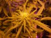 day 23 outlaw flower day 58 oa 007.jpg day 23 outlaw flower day 58 oa 007.jpg