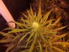 day 23 outlaw flower day 58 oa 006.jpg day 23 outlaw flower day 58 oa 006.jpg