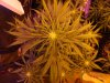 day 23 outlaw flower day 58 oa 004.jpg day 23 outlaw flower day 58 oa 004.jpg