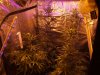 day 23 outlaw flower day 58 oa 002.jpg day 23 outlaw flower day 58 oa 002.jpg
