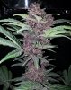DRD B 80 days bud.jpg DRD B 80 days bud.jpg