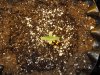 Mossys seeds 009.jpg