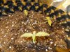 Mossys seeds 010.jpg