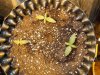Mossys seeds 011.jpg