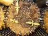 Mossys seeds 007.jpg