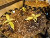 Mossys seeds 002.jpg