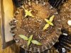 Mossys seeds 003.jpg