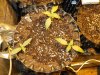 Mossys seeds 005.jpg