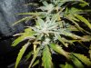 Mossys seeds 004.jpg