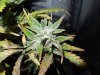 Mossys seeds 005.jpg