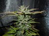 Mossys seeds 006.jpg