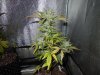Mossys seeds 001.jpg