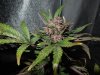 Mossys seeds 009.jpg