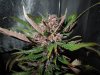 Mossys seeds 011.jpg