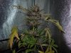 Mossys seeds 008.jpg
