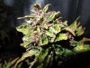 Mossys seeds 021.jpg