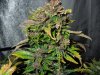 Mossys seeds 015.jpg