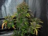 Mossys seeds 014.jpg